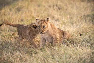 Aslan yavrusu çimlerde