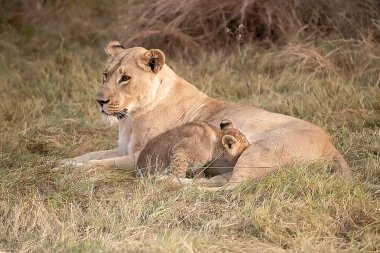 Savanada dinlenen iki aslan.