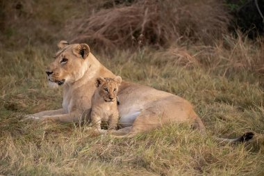 Anne ile aslan yavrusu