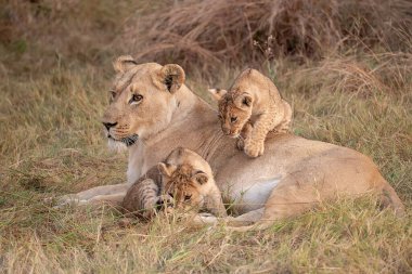 Yavruları olan aslan ailesi