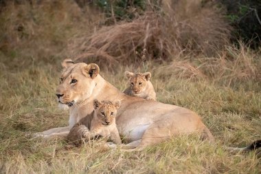 Üç dişi aslan çimenlerde yatıyor.