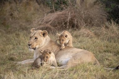 Aslan yavrusu çimenlerde oynuyor