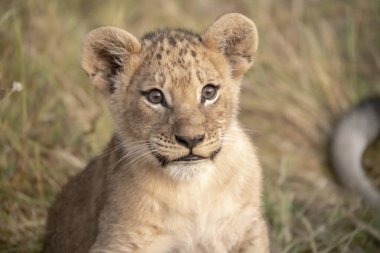Bir aslan yavrusuna yakın çekim.
