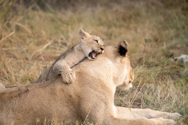 Anne ile oynarken aslan yavrusu