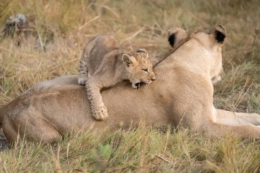 Aslan yavrusu ve anne