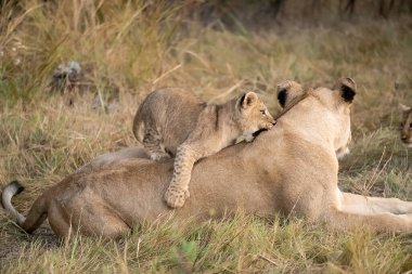Savanada oynayan iki aslan.