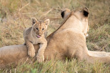 Aslan yavrusu ve anne