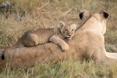 Genç dişi aslan yavrusu çalılıklarda oynuyor.
