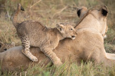Vahşi doğada oynayan aslanlar.