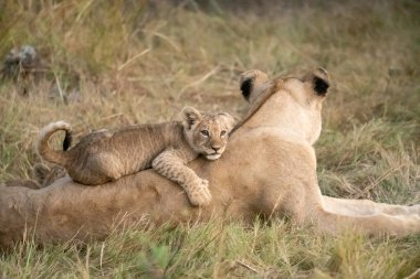 Kenya 'daki Masai Mara Ulusal Parkı' nda genç bir aslan.