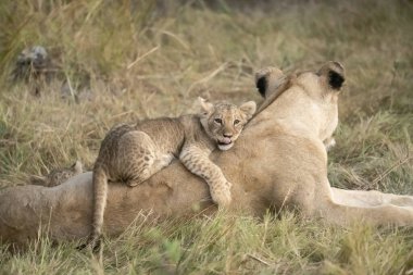 Aslan yavruları Kruger Park 'ta oynuyorlar.