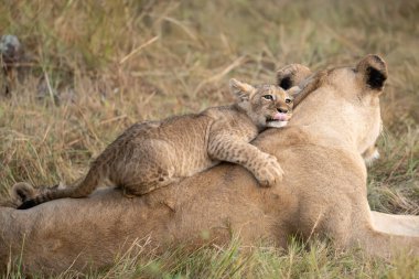 Birlikte oynayan aslan yavruları