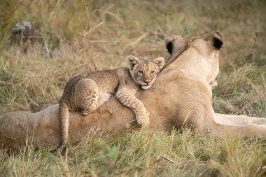 Anne ve aslan yavruları