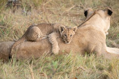 Afrika savanındaki aslanlar