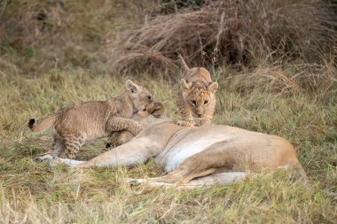 Afrika 'da, savanda oynayan aslanlar