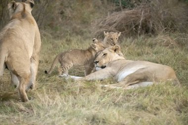 Aslanlı dişi aslan.