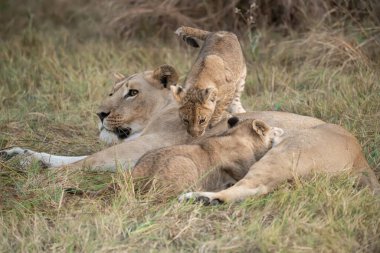 Aslan yavrusu çim üzerinde yalan