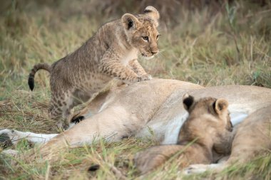Aslan yavrusu annesinin yavrusunda yatıyor..