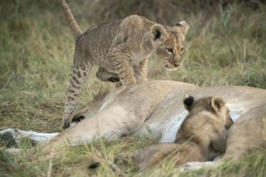Aslan yavrusu ve anne ve aslan yavrusu çimenlerde oynuyor..