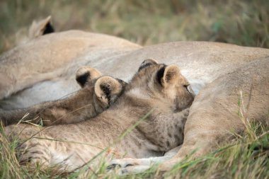 Anne aslanlar çimlerde.