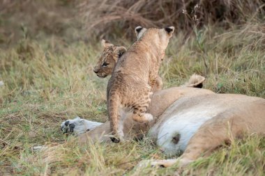 Genç aslan yavrusu annesiyle birlikte.
