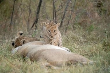Aslan yavrusu annesinin üzerine yatar.