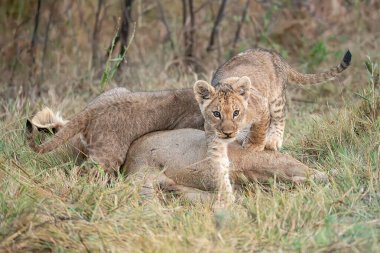 Kruger, Güney Afrika 'da çimlerde yatan aslan yavrusu..