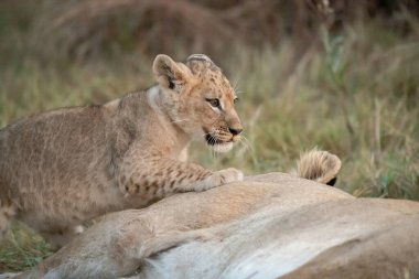 Genç dişi aslan yavrusu