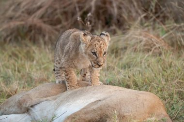 Aslan yavrusu çimenlerde oturuyor.
