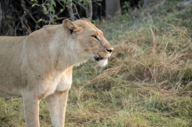 otların arasında yürüyen dişi aslan