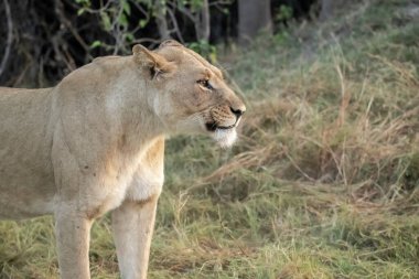 Kenya bozkırında dişi aslan.