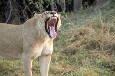 Aslan ın kruger national park, Güney Afrika.