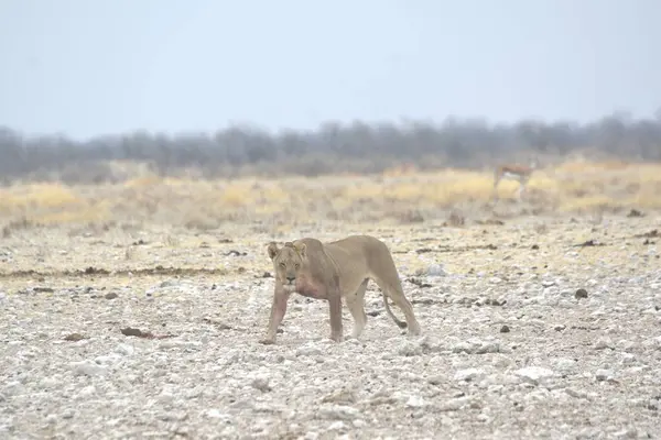 Aslan (etosha Milli Parkı) namibya