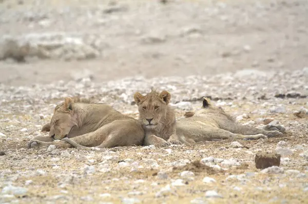 Aslan yerde dinleniyor.