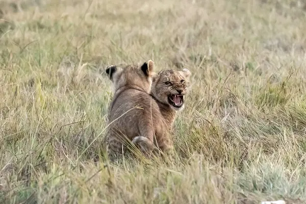 Aslan yavrusu kameraya doğru koşuyor.