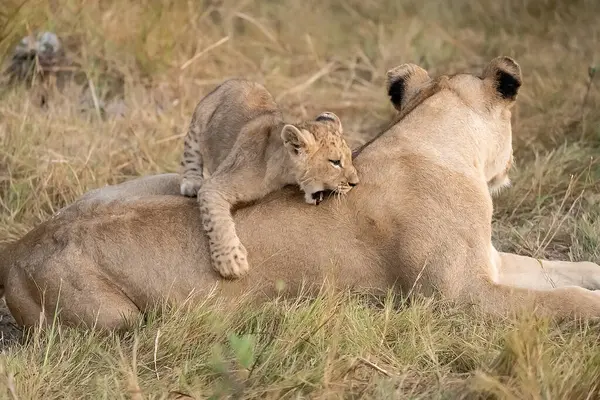 Aslan yavrusu ve anne