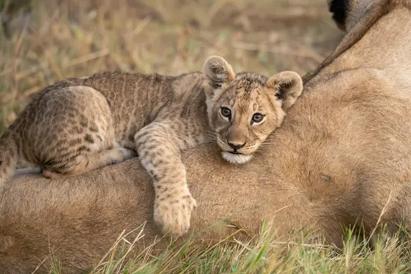 Genç aslan yavrusu ve çimende yavrusu..