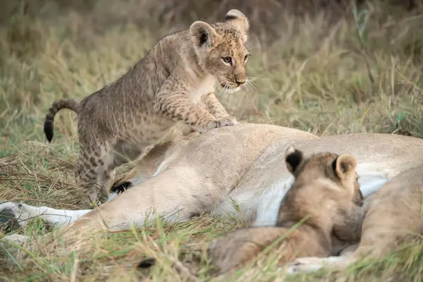 Aslan yavrusu annesinin yavrusunda yatıyor..
