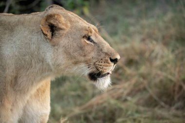Güney Afrika ulusal parkında erkek aslan.