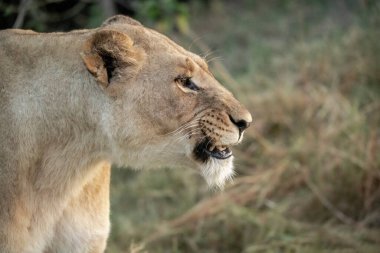Güney Afrika 'daki Kruger Ulusal Parkı' nda aslan var.