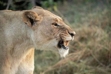 Vahşi aslan, hayvan.