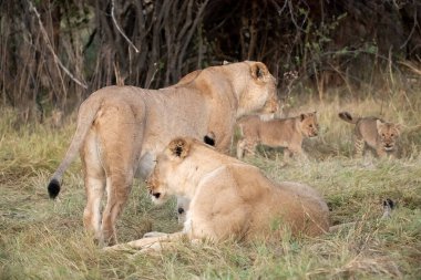 Anne yavrusu olan aslan yavrusu.