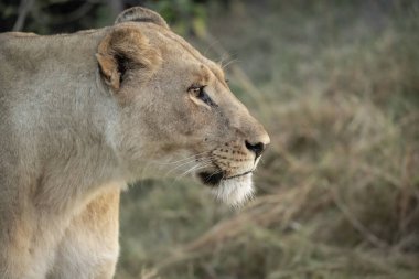 Erkek aslana yaklaş.