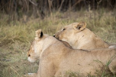 Aslan yavruları çimenlerde oynuyor.