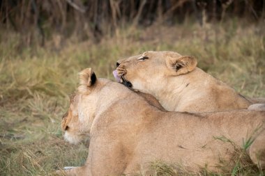 İki dişi aslan çalılıklarda birlikte oynuyorlar..