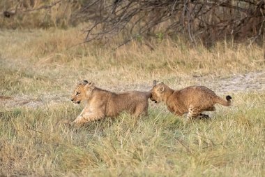 Güney Afrika 'daki Kruger Ulusal Parkı' ndaki aslanlar.