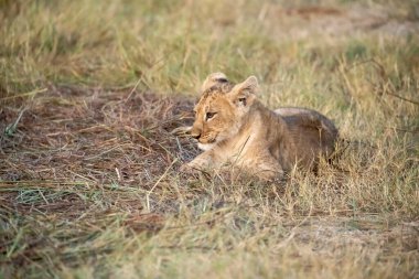 Aslan yavrusu çimlerde