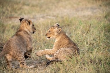 Yavru çita yavrusuyla oynuyor.