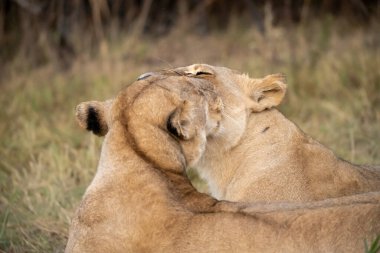 Bir erkek aslan yavrusunu çimlerin üzerinde yaklaş.