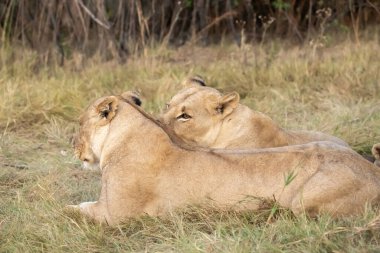Kruger Ulusal Parkı 'nda iki aslan dişi aslan.